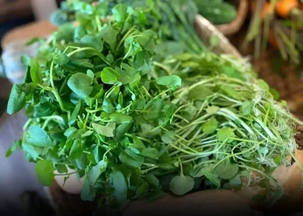 Tiny vegetable, massive health benefits — why experts call it the ‘king of anti-can.cer food