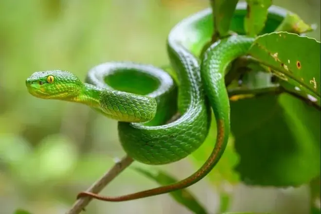 Snake Bite Emergency: What to Do and What to Avoid