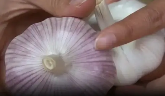 How do you choose between white and purple garlic when shopping?