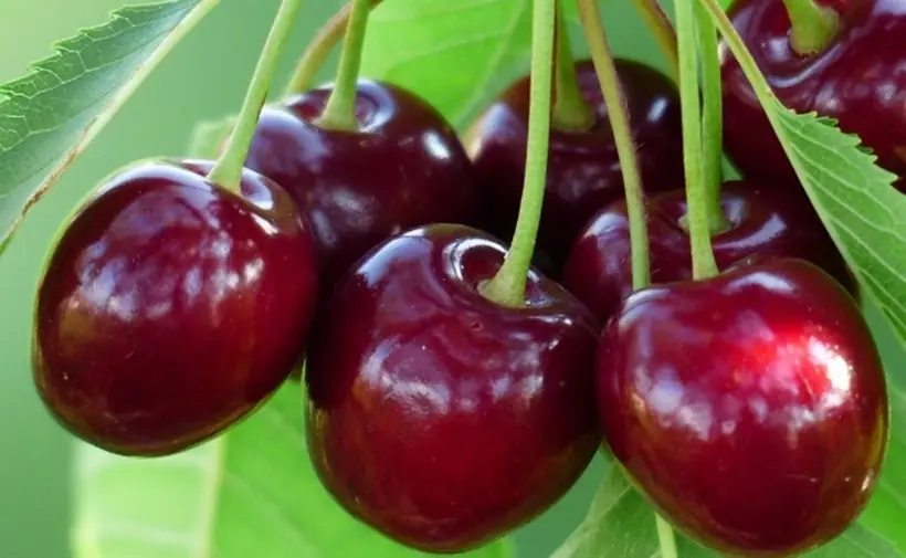 What Happens to Your Body When You Eat Cherries Regularly? Doctors Explain