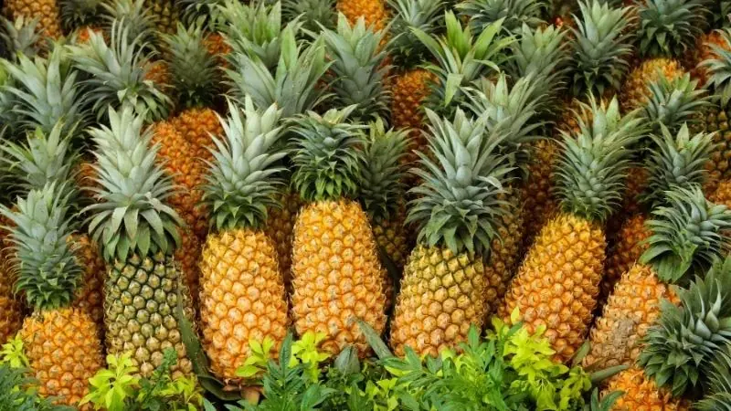 Eating Pineapple Every Day: 10 Things You Should Know