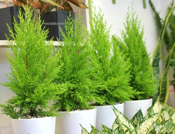 10 Small Plants for Naturally Deterring Mosquitoes and Other Household Pests