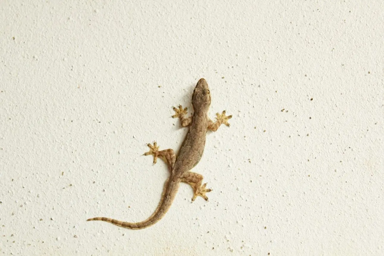 Finding a Lizard in Your House: What It May Really Be a Sign Of