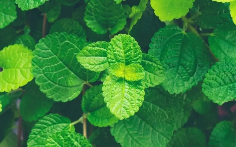 Have a Small Home? You’ll Be Glad You Made Room for This Plant