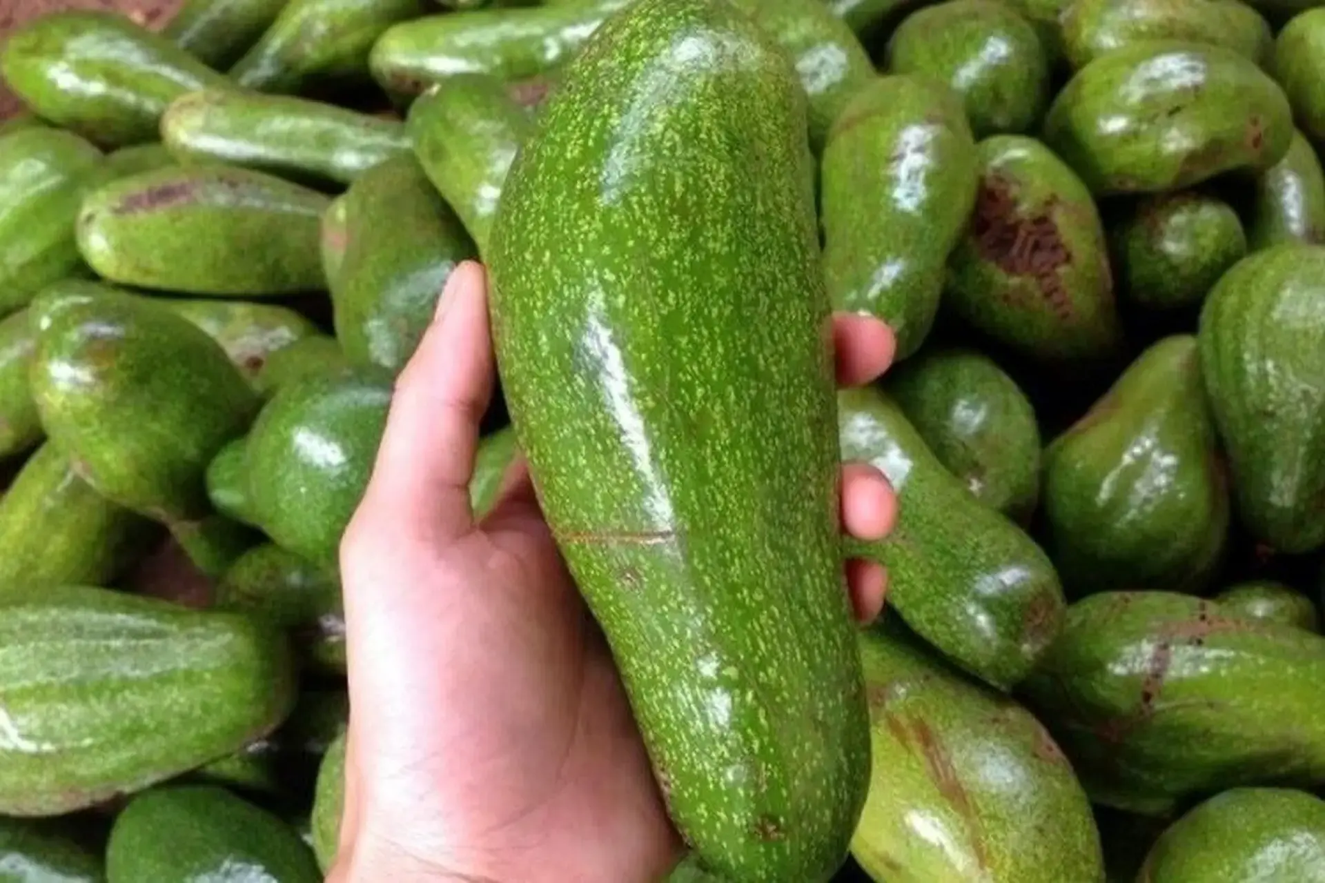 Avocados May Be Doing More Than You Think—Doctors Explain the Possible Effects…