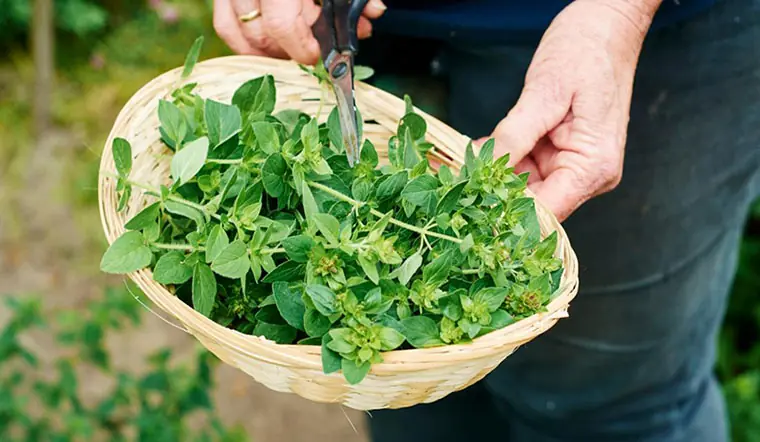 Oregano Every Day: What This Simple Habit May Do for Your Health