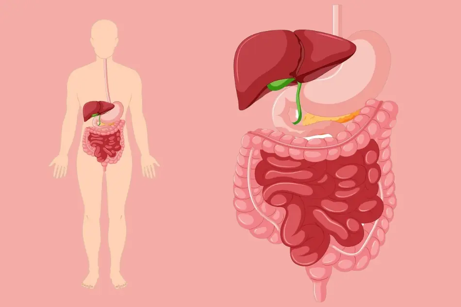 What Happens to Your Digestion When You Take 2 Tablespoons of Olive Oil Regularly?