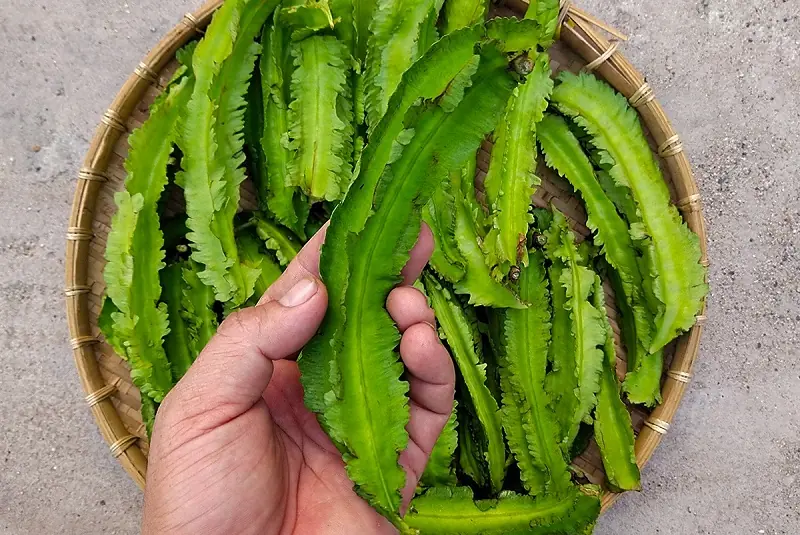 Why You Should Try Winged Beans: A Nutrient-Packed Vegetable With Many Potential Benefits