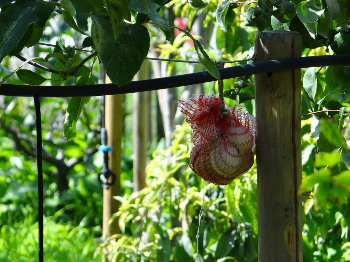 Don’t Throw Away Your Eggshells: Why Gardeners Are Hanging Bags of Them Outside
