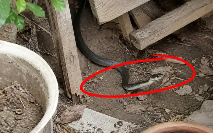 10 Household Scents That May Help Make Your Yard Less Appealing to Snakes