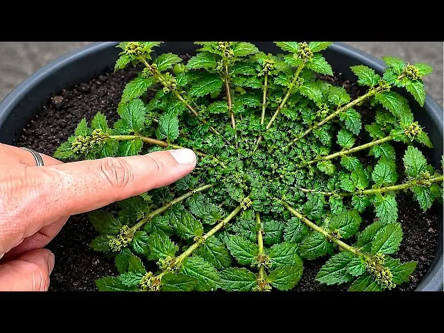 Just One Leaf of This Common Plant? Why Nature Lovers Call It a Hidden Treasure