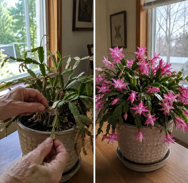 Don’t Ignore Your Christmas Cactus in August: 5 Essential Tasks for Better Holiday Blooms
