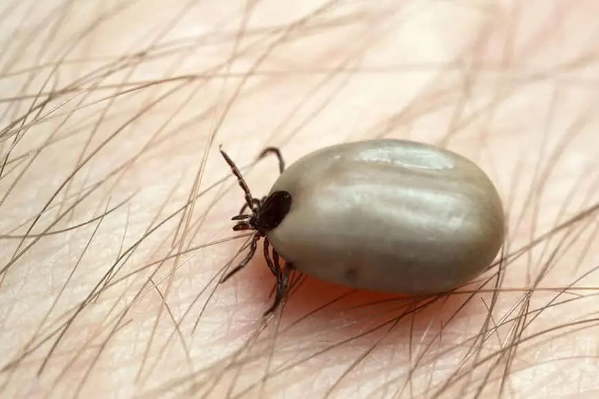 Does anyone know what kind of insect this is? I just found it on my son's head.