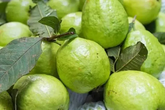 Think Guava Is Always Good for You? Here’s What You Should Know Before Eating More…