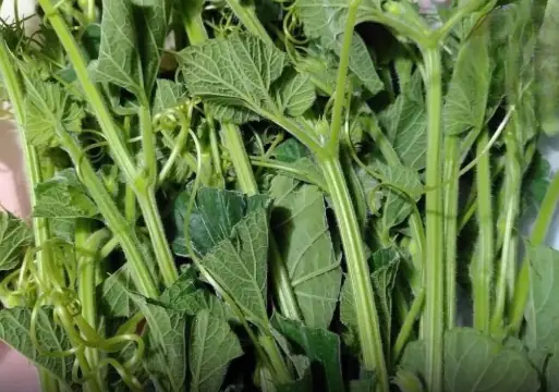 These 3 Popular Vegetables Can Cause Problems If Not Properly Cooked or Handled