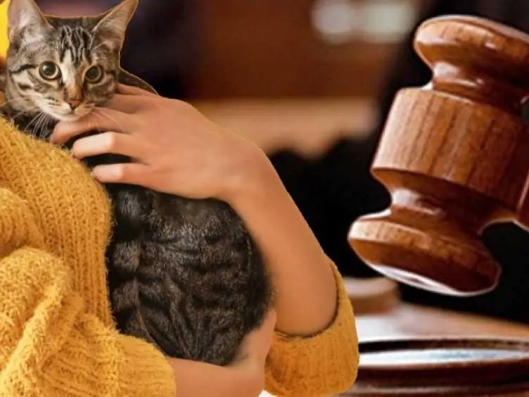 The Courtroom Battle Over a Cat