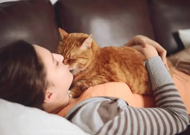 Sharing Your Bed With Your Cat May Have Health Risks - What to Know
