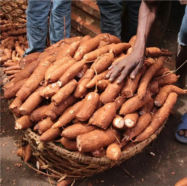 The World’s Most Dangerous Food? Why Millions Still Eat Cassava Despite the Risks