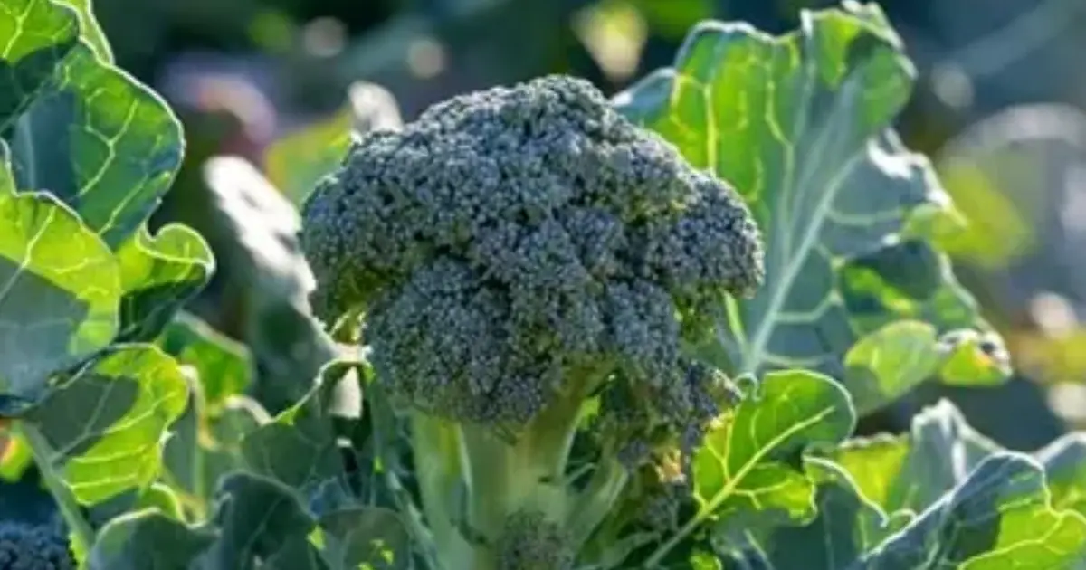 Broccoli and Your Health: Potential Benefits You May Not Expect
