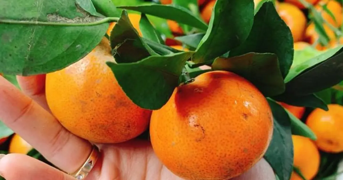 Eating Oranges Before Bed? Here’s What It May Do to Your Body