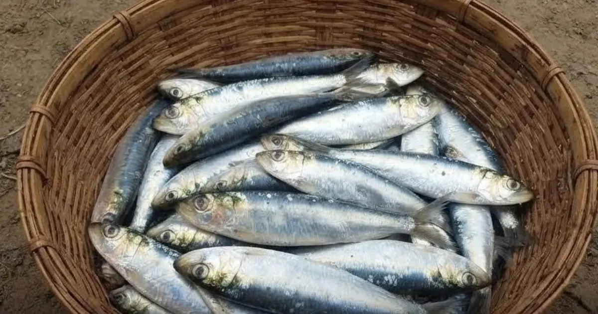 Looking for a Salmon Alternative? This Budget-Friendly Fish Is Packed With Protein...