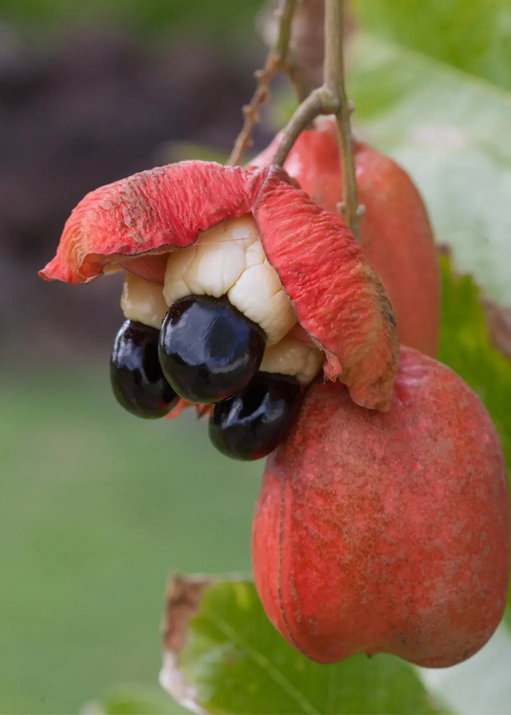 The World's Deadliest Fruit? Why Millions Still Eat Ackee Every Year