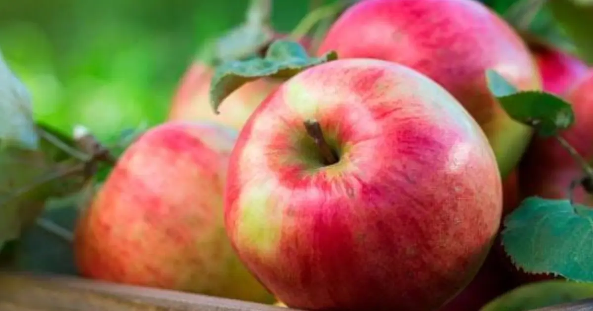 You Eat Apples Every Day—But Do You Know What They May Cause? See More