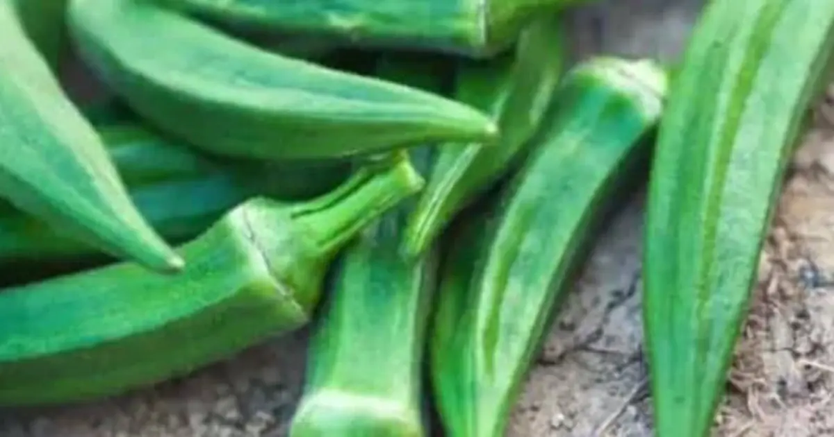Eat Okra Regularly? These Potential Health Benefits May Surprise You…