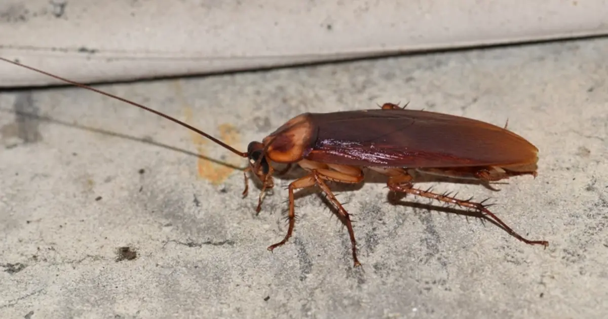 Have You Noticed These Cockroaches in Your House? It May Be a SIGN of Something Unexpected