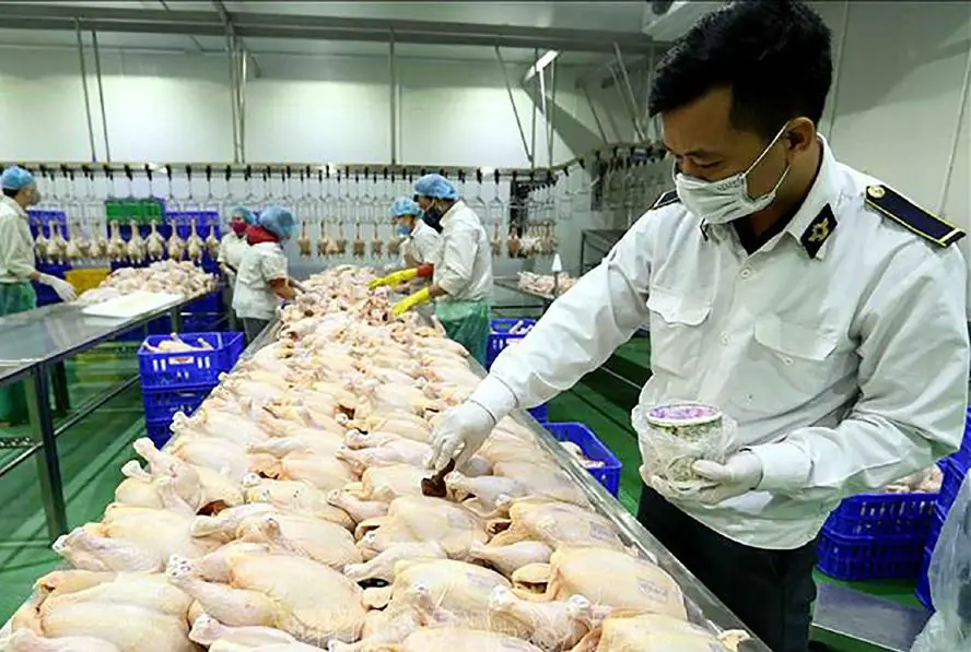Are There Really “Toxic” Parts of a Chicken? What Every Consumer Should Know