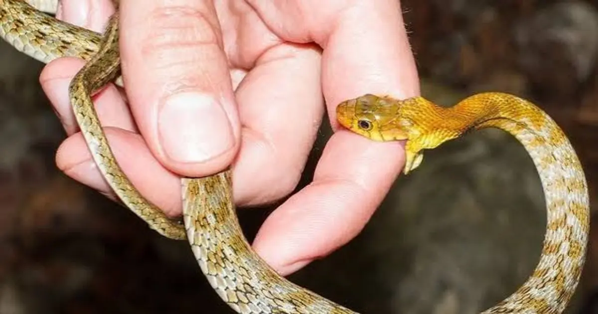 If You’re Bitten by a Snake, Here’s What to Do and What to Avoid