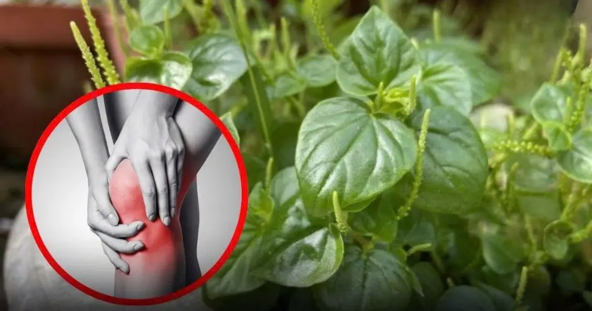 This precious vegetable can ease joint and bone pa:in — yet most people pull it out without knowing its value
