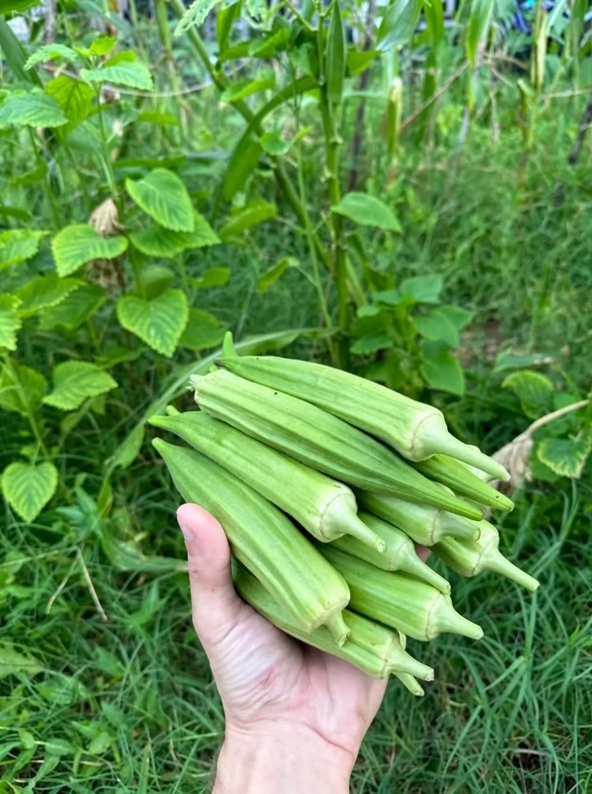 Doctors reveal that eating okra regularly can cause... See more