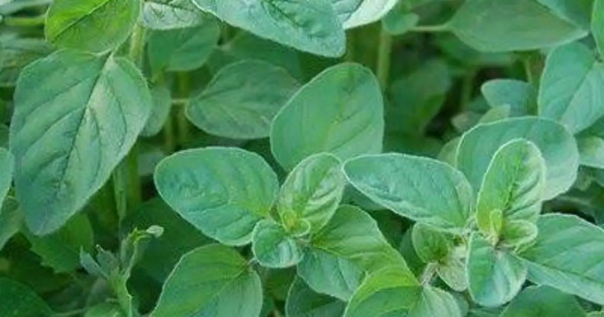 Oregano Is More Than Just a Flavor Booster. Discover the Potential Benefits You May Not Know About