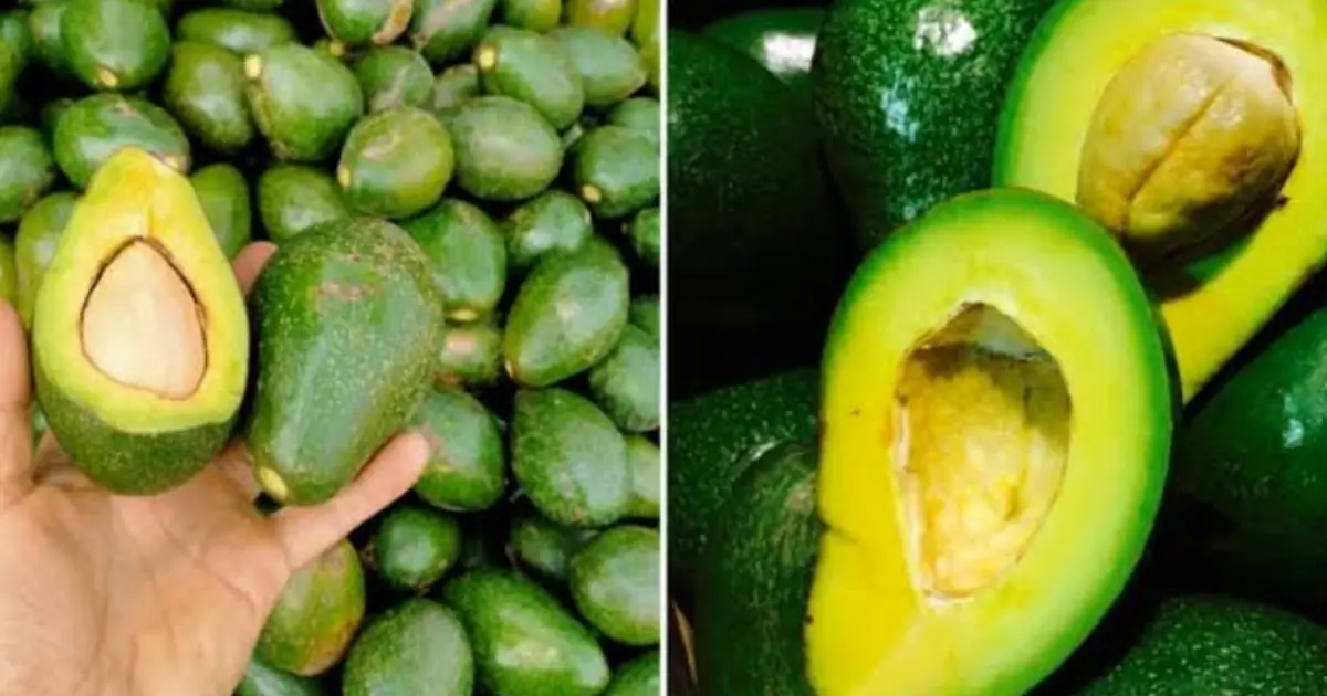 Not Everyone Should Eat Avocados Every Day!  Here Are 5 Groups Who May Need to Be Careful