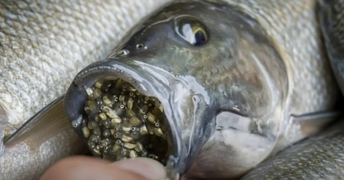 This Popular Fish May Contain More Than You Expect… The Details Might Surprise You