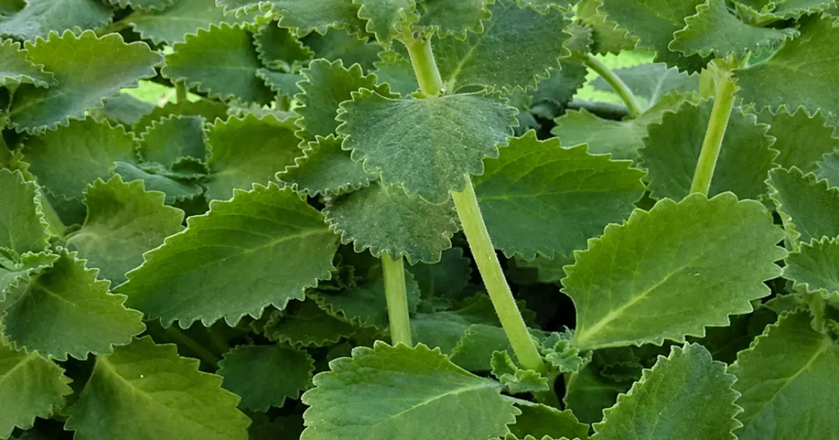 What Happens When You Add Oregano to Your Daily Routine?
