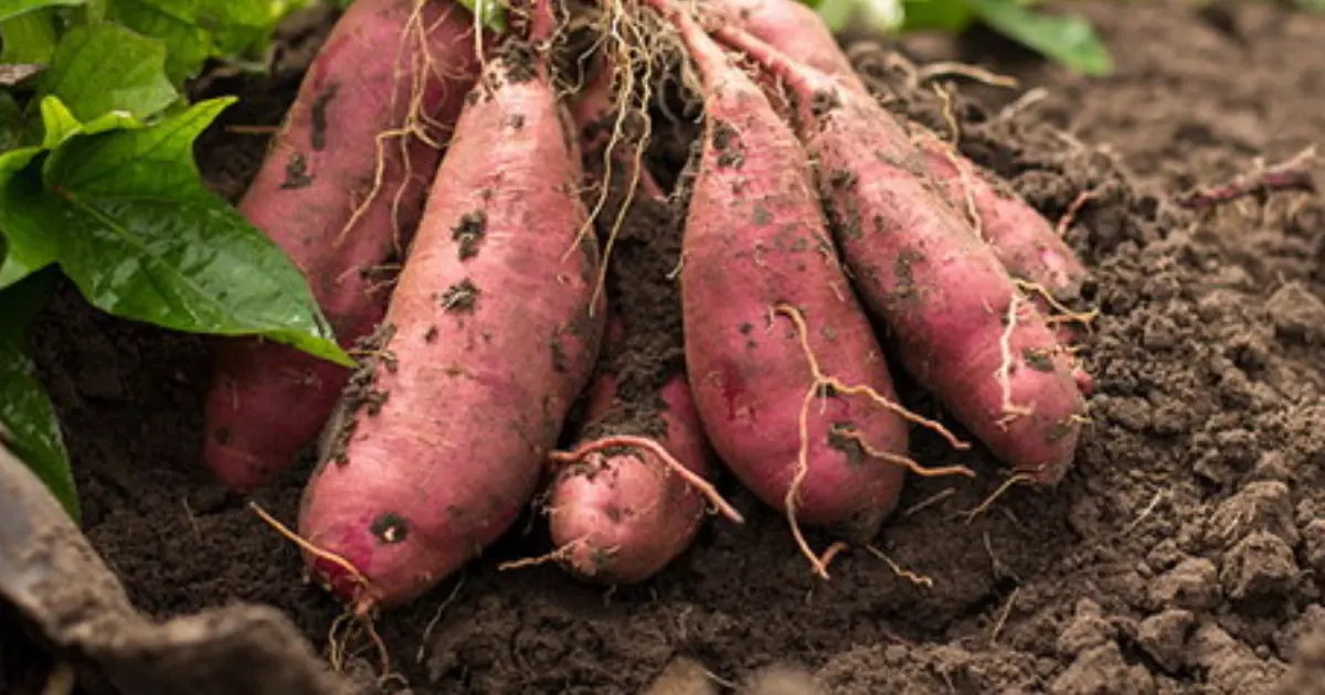 Found in Almost Every Market: This Food May Have Surprising Health Benefits