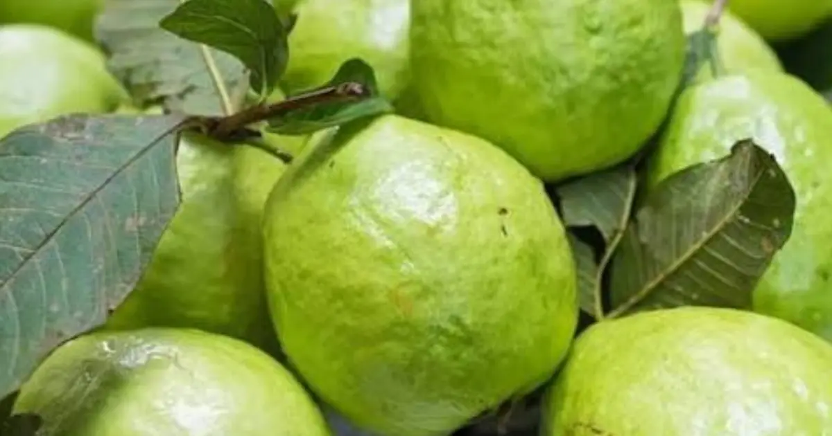 Love Guava? You Might Want to Know These Surprising Facts Before Eating More…