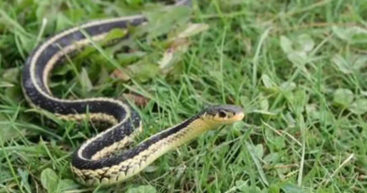 7 Scents People Say Snakes Dislike — And What Actually Helps Keep Them Away