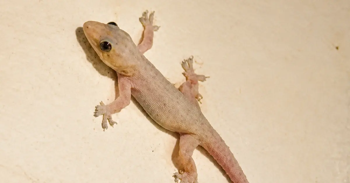 Finding a Lizard in Your House: What Could It Mean?