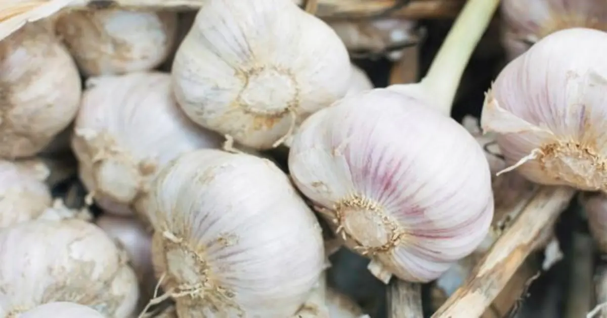 Eat Garlic Before Bed? These Potential Effects May Surprise You
