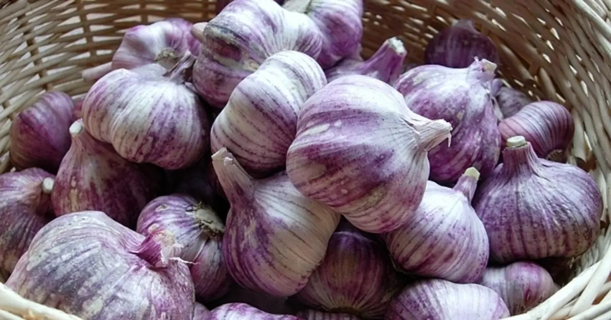 Should Everyone Eat Garlic? People Who May Need to Be Careful