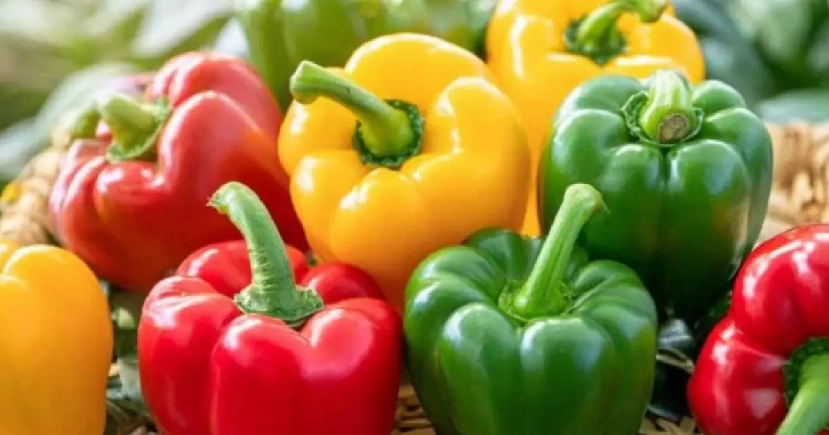 Before Eating More Bell Peppers, Here’s What Health Experts Want You to Know