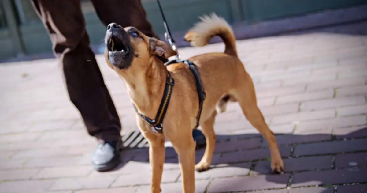 Can Dogs Really Sense a “Good” or “Bad” Person?