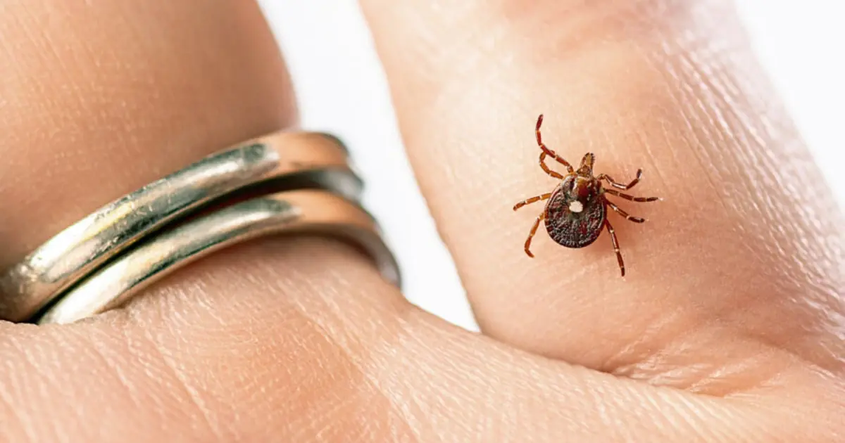 Does anyone know what this tiny creature is? You might want to take a closer look