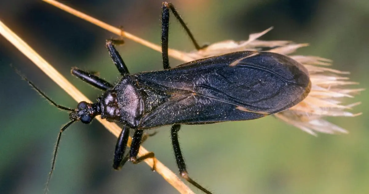 Assassin Bug Bite? Here’s How to Respond and What You Need to Know