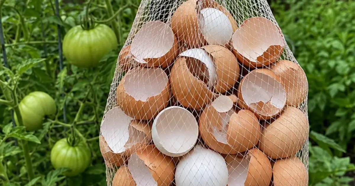 Hang Eggshells in Your Garden... Most People Don’t Know Why This Simple Trick Works!
