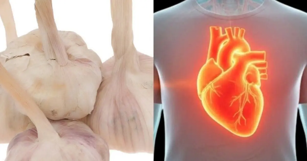 Why Garlic Has Been Studied for Its Potential Health Benefits?