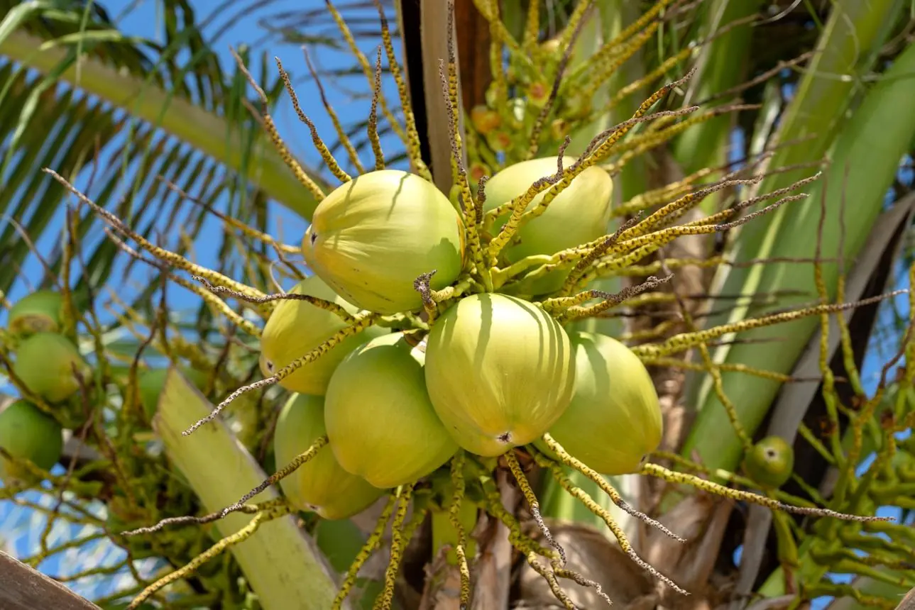 The Hidden Risk Behind Coconut Water: Why Freshness Matters More Than You Think